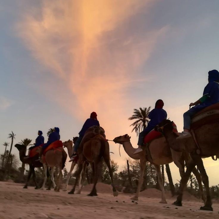 Camel ride Palmeraie